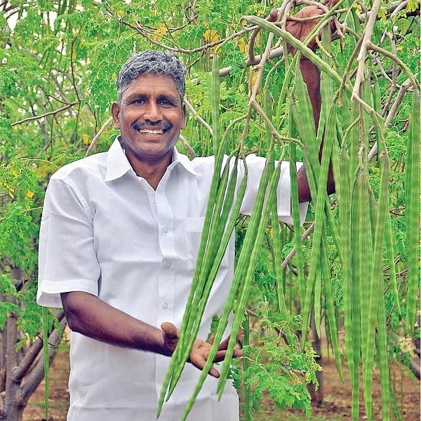 ₹ 3,20,000 per acre... Profit even during drought from country Moringa! | ₹ 3,20,000 per acre... Profit even during drought from country Moringa! - Vikatan