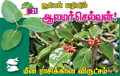 ஆரோக்கியம் அருளும் ஆலய விருட்சங்கள்!