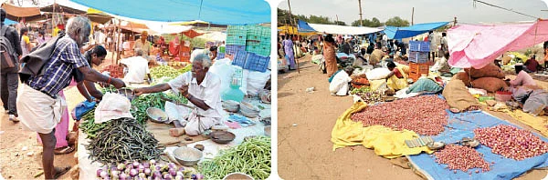 மணியாரம்பட்டி அவரை எழுமணம் மிளகா, ராயம்பட்டி கத்திரி..!
