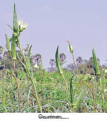 நீர் மேலாண்மை : பெய்யெனப் பெய்யும் மழைத்தூவி...