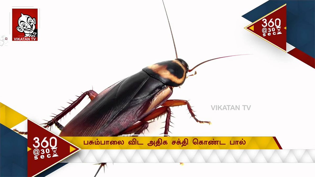 Cockroach Milk: கரப்பான் பூச்சி பால்தான் எதிர்காலத்தில் ஊட்டச்சத்துக்கான உணவா? ஆய்வுகள் சொல்வதென்ன?