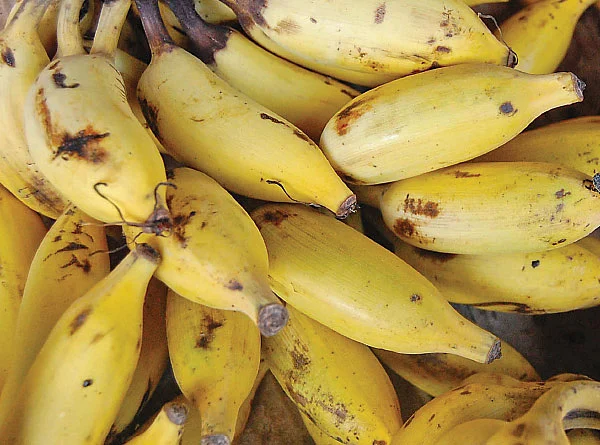 பூ, காய், கனி, தண்டு அத்தனையும் சத்து! வாழை ஸ்பெஷல்