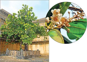 ஆரோக்கியம் அருளும் ஆலய விருட்சங்கள்!