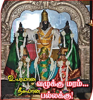 உயரமான வழுக்கு மரம்... நீளமான பல்லக்கு!