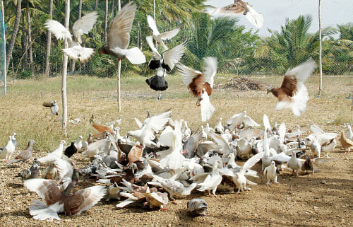 நீங்கள் கேட்டவை: முருங்கை... லாபம் தருவது காய்களா... விதைகளா?