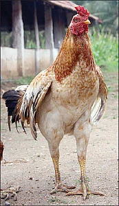 பயிர், மரம், ஆடு, மாடு, கோழி... அனைத்துக்கும் உண்டு காப்பீடு..!