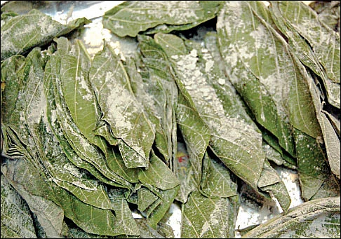 மாமருந்தாகும் இலை விபூதி!