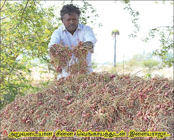 வறட்சியிலும் வளமான லாபம் தரும் சின்ன வெங்காயம்...