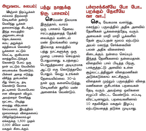 90 நாள்.... ரூ.50 ஆயிரம் வருமானம்... சொக்கவைக்கும் சூரியகாந்தி!