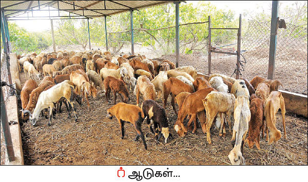 ஒரு நாள் விவசாயி! பருவம் - 2 - மா சாகுபடி, ஆண்டுக்கு ரூ 20 லட்சம் - நேரடி விற்பனையில் நிறைவான வருமானம்!