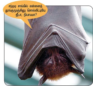 மை டியர் ஜீபா !