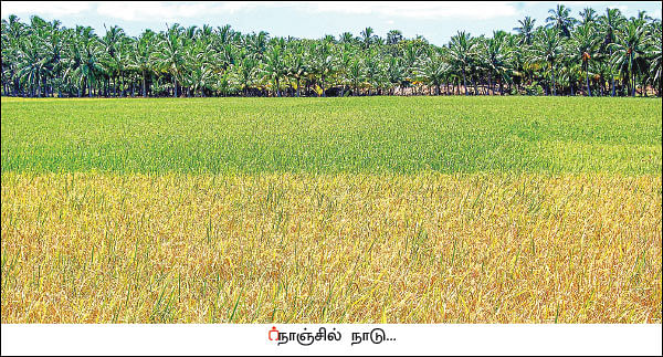 குறைந்துபோன நெல் சாகுபடி... அழிந்துபோன பாரம்பர்ய ரகங்கள்!