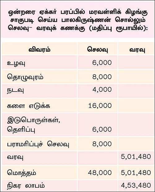 மகத்தான வருமானம் கொடுக்கும் மரவள்ளி!