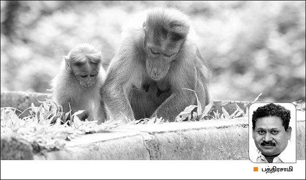 நீங்கள் கேட்டவை : லட்சங்களில் சிறகடிக்கும் செம்மரம்...