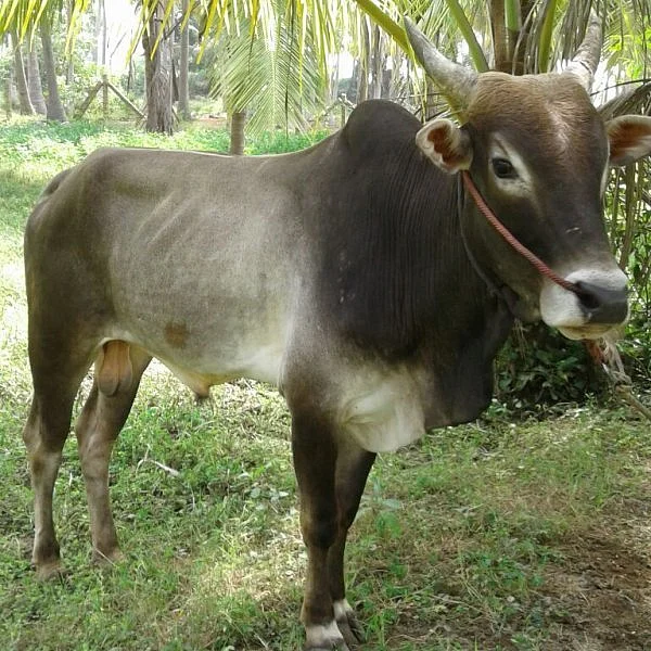 புதுக்கோட்டையில் ஜல்லிக்கட்டு கோலாகல கொண்டாட்டம்..!