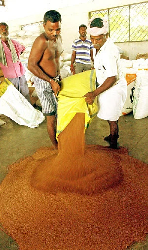 குறைந்த செலவில்... நிறைவான லாபம் கொடுக்கும் கேழ்வரகு!