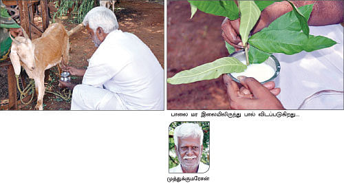 நீங்கள் கேட்டவை - ''நிலக்கரித் தூளை நேரடியாகப் பயிர்களுக்கு பயன்படுத்தலாமா?''