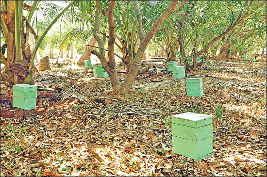 பணம் குவிக்கும் பண்ணைத்தொழில்கள் - 5 - ஒரே முறை முதலீடு... தொடர்ந்து ‘கொட்டும்’ வருமானம்!