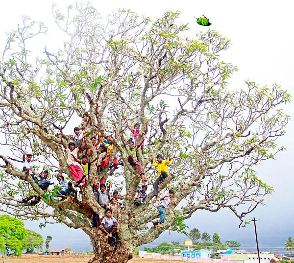 கானகத் திருவிழா!