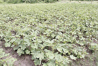 3 மாதம்...60 சென்ட்...ரூ.50 ஆயிரம் !