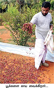 கிலோ 160 ரூபாய்... மாசத்துக்கு 240 கிலோ...
