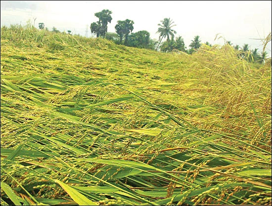 பயிர்க்கடன் முறைகேடு... புகார் அளிப்பது எப்படி?