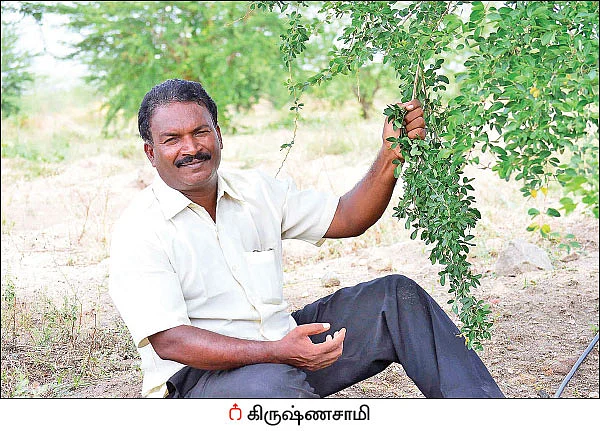 வறண்ட நிலத்திலும் வருமானம் கொடுக்கும் கொடுக்காப்புளி!