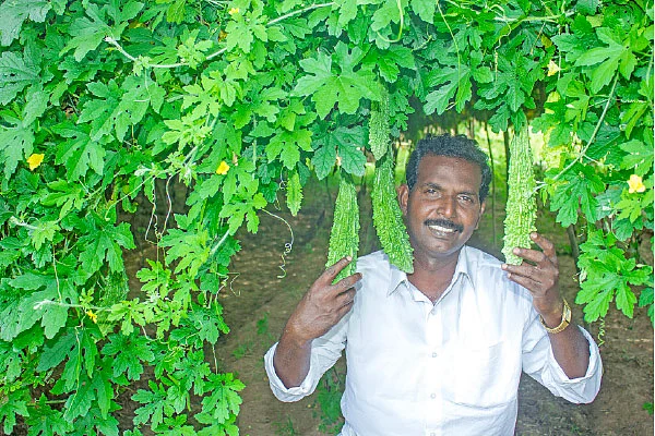 பழுதில்லாமல் லாபம் கொடுக்கும் பாகல்!