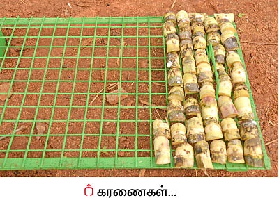 கரும்பு விதைப்பெட்டி... செலவு குறையுது... மகசூல் கூடுது!