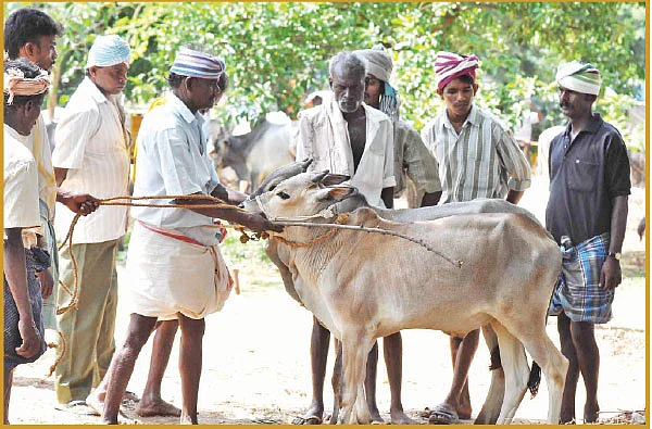 சந்தைக்கு வராத மாடுகள் சாகத்தான் போகுது!