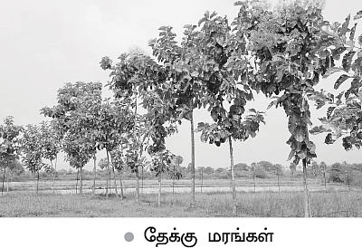 4 ஏக்கரில் ரூ3,00,000 அள்ளிக் கொடுக்கும் ஒருங்கிணைந்த பண்ணை!
