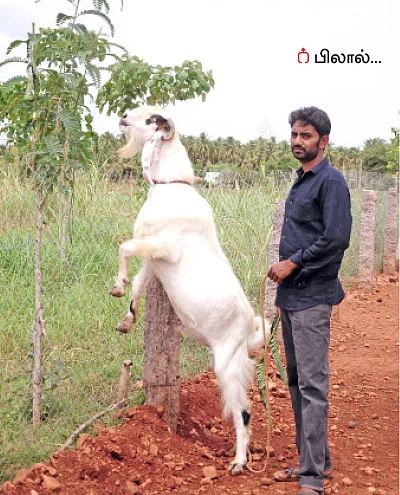 ஜமுனாபாரி, தலைச்சேரி, நாட்டு ஆடுகள்!