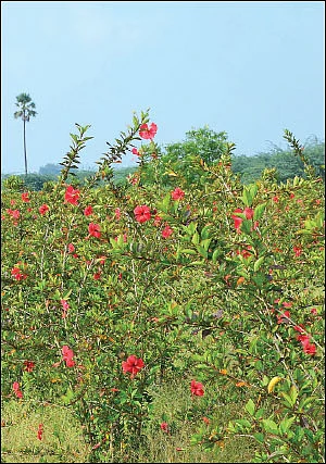 மூன்றரை ஏக்கரில் ரூ. 3,48,000... செழிப்பான வருமானம் தரும் செம்பருத்தி..!