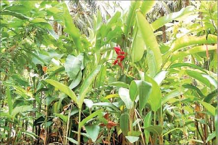 நீங்கள் கேட்டவை - ஆப்பிள் மரம் தமிழ்நாட்டில் வளருமா?