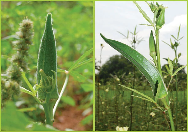 ஆயிரம் சூரியன் ஆயிரம் சந்திரன் ஒரே ஒரு பூமி - 26