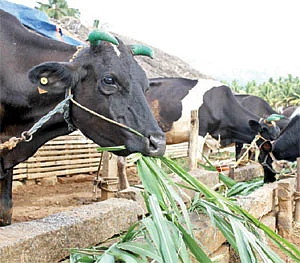 முன்னெச்சரிக்கைக்கு உதவும் மூலிகை மருத்துவம் !