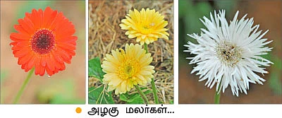 நெல், பப்பாளி, காய்கறிகள், அழகுச் செடிகள்...