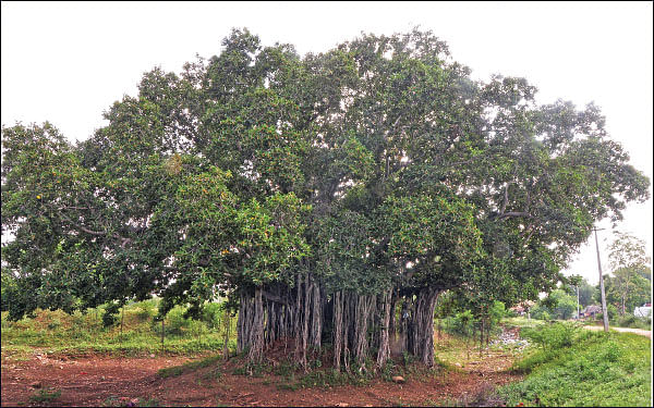 மரம் செய விரும்பு! - சுற்றுச்சூழல்
