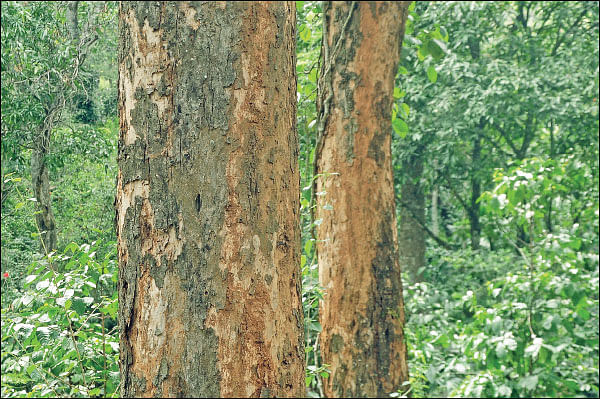 இரும்பு மரம் ‘ஈட்டி’!