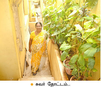 வீட்டுக்குள் விவசாயம் - 19