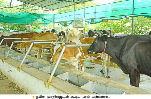 22 மாடுகள்... மாதம் ஒரு லட்சம்! பழுதில்லாமல் லாபம் கொடுக்கும் பால் பண்ணை!