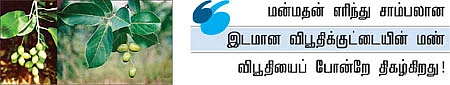 ஆரோக்கியம் அருளும் ஆலய விருட்சங்கள்!