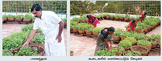 'வீட்டுத் தோட்டங்கள்...'