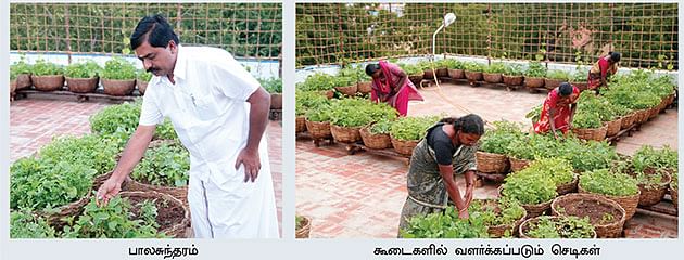 'வீட்டுத் தோட்டங்கள்...' 