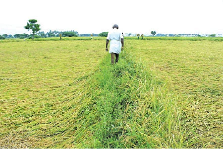 ‘சிறுமழைக்கே தாங்காத கோ-51 நெல்’