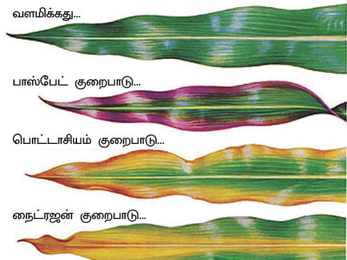 மண்ணுக்கு மரியாதை! - 19