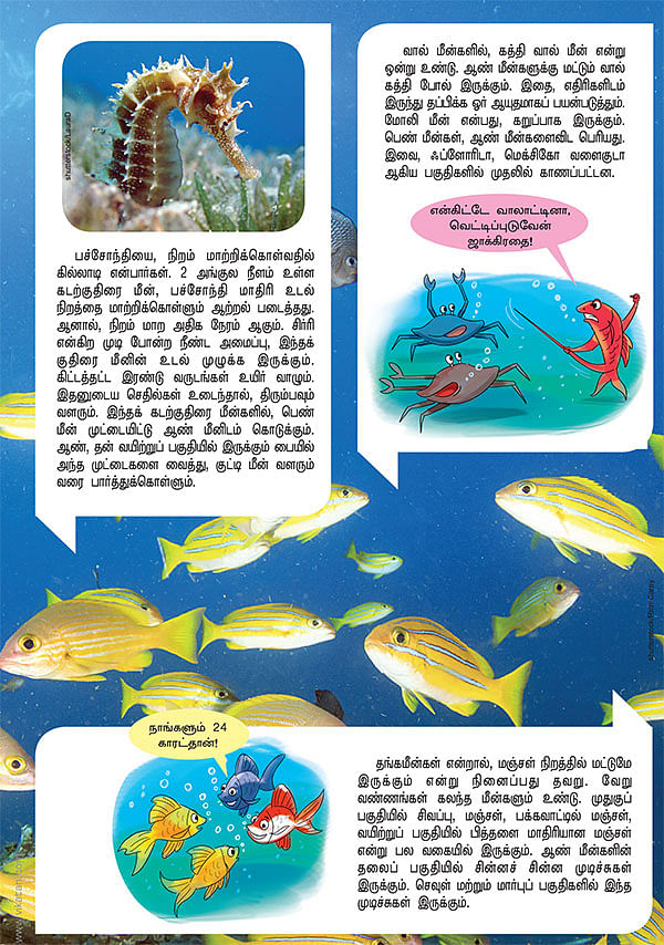 தொட்டிக்குள் சுற்றும் தங்கச் செல்லங்கள் !