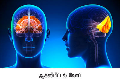 உச்சி முதல் உள்ளங்கால் வரை... - வெர்ஷன் 2.0 - 6