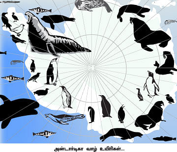 மாயா டீச்சரின் மந்திரக் கம்பளம் !