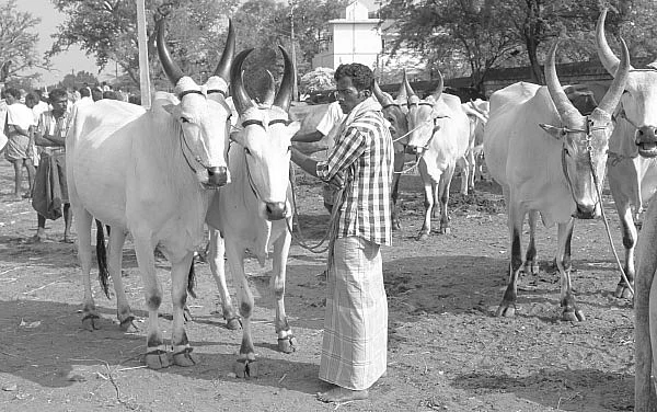 பசுவை போற்றுவோம்...2